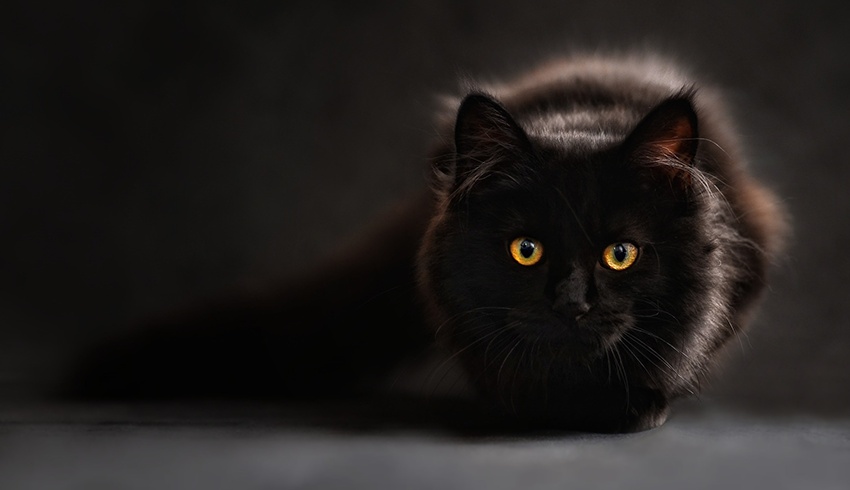 Šta ako ti crna mačka pređe put?
