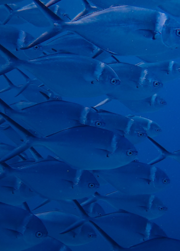fish